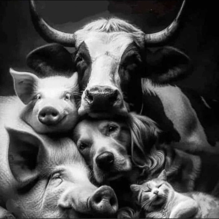 Tiere sind fühlenden Lebewesen wie Menschen.