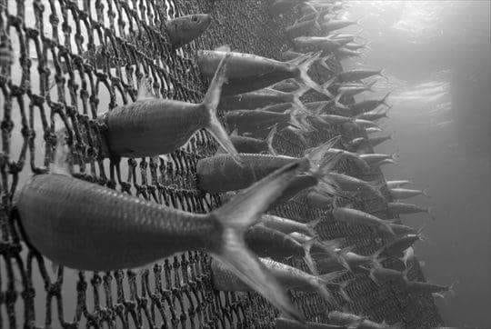 6 Gründe warum uns Fisch faszinieren.