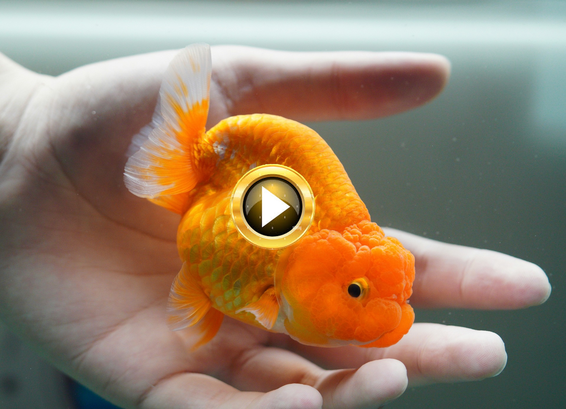 Fische können einfach zum verlieben sein !
