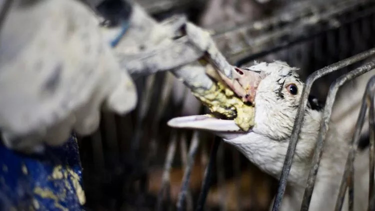 PETITION gegen die Herstellung von Foie Gras... Bitte Bild anklicken