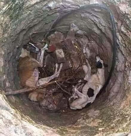 Galgos als Müll
